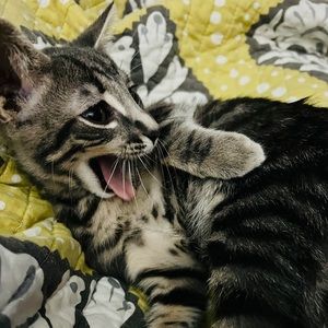 Meet your Posher, Stacy